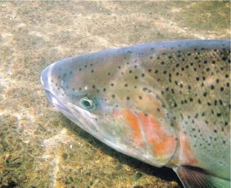  ?? HITOSHI ARAKI, OREGON STATE UNIVERSITY ?? Fewer than 60 fish returned from the Pacific to spawn in the Chilcotin River system this year, experts say.