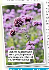 ??  ?? Verbena bonariensi­s is a real people-pleaser and can produce lots of self-sown seedlings