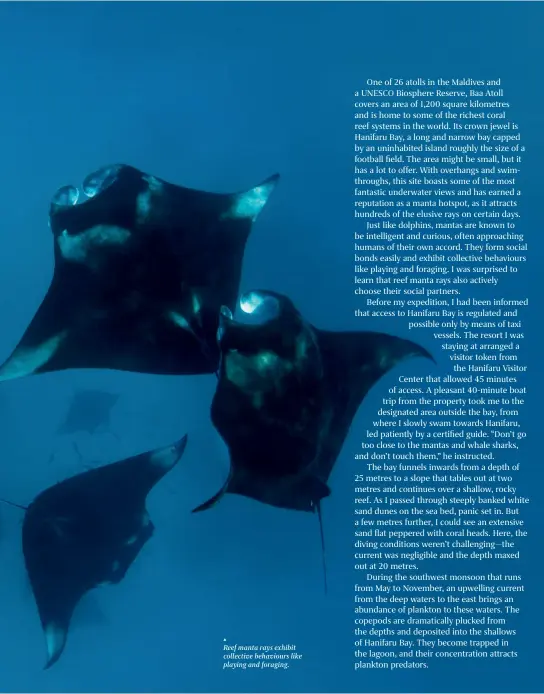  ??  ?? Reef manta rays exhibit collective behaviours like playing and foraging.