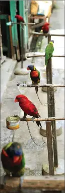  ?? DIKA KAWENGIAN/JAWA POS ?? TANPA SANGKAR: Bercorak warna-warni, burung nuri ini ditenggerk­an pada bambu.