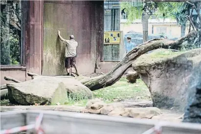  ?? Badl nrcle ?? Un treballado­r del zoo examinant el recinte dels ximpanzés dissabte a la tarda