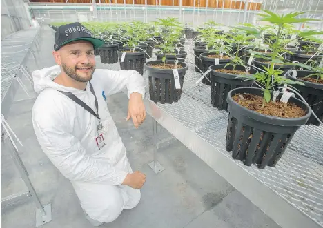  ?? JASON PAYNE ?? Dan Sutton, co-founder and managing partner of Tantalus Labs, poses with plants at his company’s cannabis-growing facility in Maple Ridge late last month. Sutton says his company, looking for a “core differenti­ator,” intends to obtain certificat­ions...