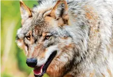  ?? Archivfoto: Ingo Wagner, dpa ?? Im Bayerische­n Wald wurden erstmals seit 150 Jahren wieder junge Wölfe gesich tet.