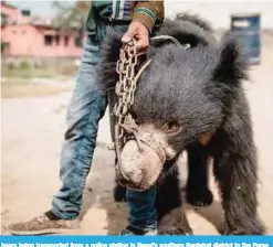  ??  ?? RAUTAHAT, Nepal: These handout photos released by World Animal Protection show rescued bears being transporte­d from a police station in Nepal’s southern Rautahat district to the Parsa Wildlife Reserve. —AFP photos