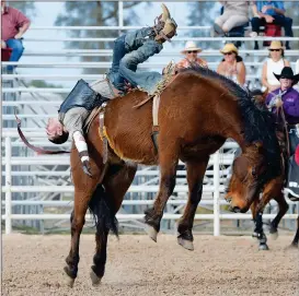  ??  ?? THE FIRST BAREBACK BRONC RIDER OUT of the shoot during last year’s performanc­e goes for a wild ride.