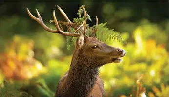  ?? ?? The Deer at Bradgate Park in Leicesters­hire at the start of the rutting season. Picture: Alex Hannam
