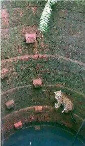  ?? — PTI ?? A leopard fell into a well at a village in Rajapur tehsil of Ratnagiri district in Maharashtr­a on Tuesday. It was later rescued by forest department workers.