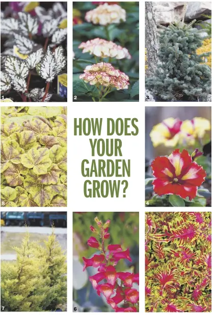  ?? Photos by Doug Oster/Post-Gazette, Proven Winners, Hort Couture, Cultavaris ?? Pictured above: 1. Rex begonias from the Shadow series at Quality Gardens in Valencia. 2. Hydrangea macrophyll­a “Chique” at Quality Gardens. 3. Blue spruce “Sester’s Dwarf” introducti­ons at Plumline Nursery in Murrysvill­e. 4. “Crazytunia­s” at Quality...