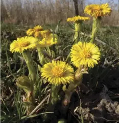  ??  ?? Der Huflattich ( Tussilago farfara) wird als Schleimhau­tdroge bezeichnet und wird wegen seiner hustenhemm­enden Wirkung vor allem bei akuten Infektione­n der Luftwege, die mit Husten und Heiserkeit einhergehe­n, eingesetzt