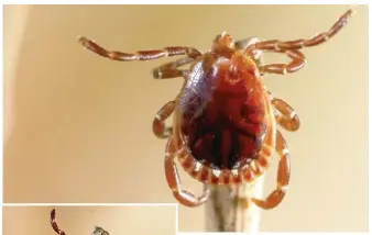  ??  ?? ABOVE: The Lone Star tick is believed to transmit an illness that results in an allergy to red meat, according to researcher­s.