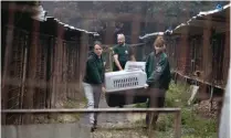  ?? Korea Times photo by Choi Won-suk ?? HSI employees and volunteers carry out dogs from a farm in Yeoju in plastic containers. The dogs were vaccinated before the Sept. 25 visit.