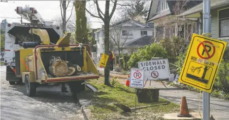  ?? JENELLE SCHNEIDER FILES ?? A city pilot project that allowed more trees to be removed without a permit has facilitate­d the loss of 640 trees in one year.