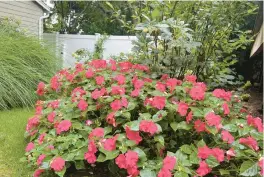  ?? JESSICA DAMIANO/AP ?? Beacon Pink Lipstick impatiens are available at garden centers this year.