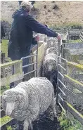  ?? PHOTO: SUPPLIED ?? Tim Graham, of Te Akatarawa Station, on the shores of Lake Aviemore, drafts merino wethers in preparatio­n for the Waimate Shears.