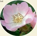  ??  ?? Dog rose, Rosa canina, is the best rose to grow if it’s rose hips you’re after.