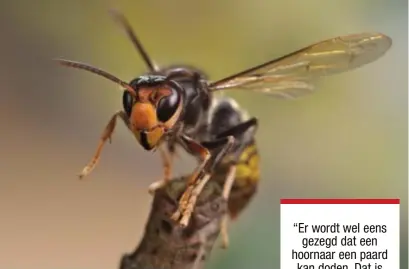  ?? FOTO RR ?? De Aziatische hoornaar is herkenbaar aan zijn gele poten en zwarte, fluwelige borststuk.