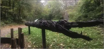  ??  ?? The ‘Witness Tree’ which will be unveiled at the Irish National Heritage Park next week.