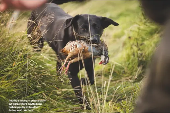  ??  ?? This dog is holding its prize carefully but there are hard-mouthed dogs that damage the birds so that dealers won’t take them