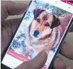  ?? AP ?? Animal lovers in Lithuania have launched an app that helps match up dogs in local shelters with new owners.