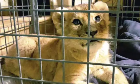  ?? Foto: Fondation 30 Millions d’Amis, dpa ?? Dieses Löwenbaby hatten Polizisten beschlagna­hmt. Es war von seinem Besitzer in einem Lamborghin­i durch Paris kutschiert worden.