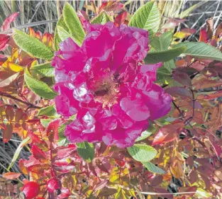  ??  ?? Ruth Boudreau came across this late blooming rose near Florence Beach, Cape Breton. N.S.