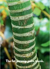  ??  ?? The fat parsnip palm trunk.