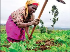  ?? Photo: Contribute­d ?? Unlocking potential…Women in agricultur­e is one of the targeted areas the government hopes will benefit from the African Continenta­l Free Trade Area.