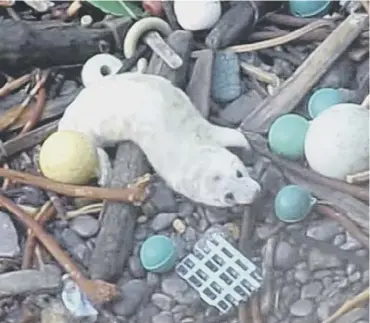  ?? ?? 0 Picture of the young seal pup on a beach covered in rubbish in Shetland (Photo: Rev David Lees)