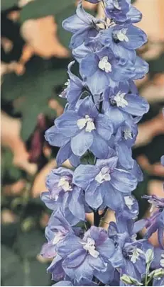  ??  ?? The Larkspur is easy to grow but all parts of it are toxic to pets
