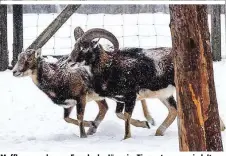  ??  ?? Mufflons wurden zur Freude der Jäger im Tiergarten angesiedel­t