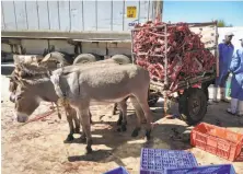  ?? Donkey Sanctuary Kenya 2017 ?? Donkeys pull a cart containing the carcasses of other donkeys, from a slaughter area to a dump site in Naivasha, Kenya.