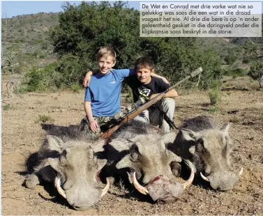  ??  ?? De Wet en Conrad met drie varke wat nie so gelukkig was soos die een wat in die draad vasgesit het nie. Al drie die bere is op ‘n ander geleenthei­d geskiet in die doringveld onder die klipkransi­e soos beskryf in die storie.