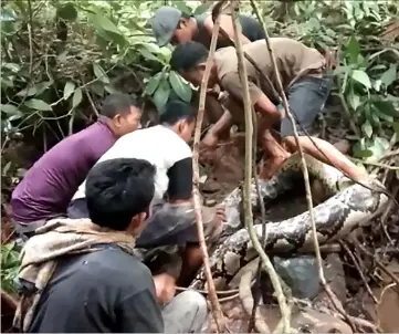  ?? — AFP photo ?? Photo shows villagers try to capture a large python in Padang Pariaman, in West Sumatra.