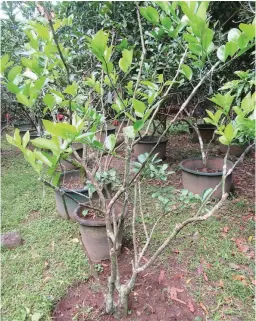  ??  ?? POMELO TOPWORKED WITH BEARSS LIME – Photo shows a pomelo growing in the ground that was topworked with scions of Bearss lime. When the Sarian Farm in Teresa, Rizal, obtained scions of Bearss lime, they were too big to be grafted on calamandar­in seedlings. The problem was solved by grafting on the branches of a Vietnam pomelo the Bearss lime scions. Photo shows the pomelo topworked with Bearss lime. The grafts are growing very well. No mortality.