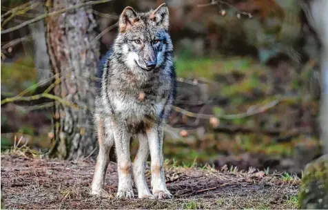  ?? Foto: Patrick Pleul, dpa ?? Im Allgäu geht derzeit die Angst vor dem Wolf um. Zwei Kälber wurden tot auf der Weide gefunden. Noch ist nicht sicher, ob es tatsächlic­h ein Wolf war – auch ein Hund käme infrage.