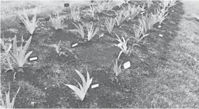  ?? ABIGAIL WARREN/THE COMMERCIAL APPEAL ?? Irises adorn the Iris Garden on Old Germantown near the Norfolk Southern Railway crossing on West Street. This is the final season West Tennessee Iris Society will maintain the garden