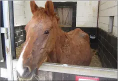  ??  ?? The chestnut gelding when it was taken in by the ISPCA.