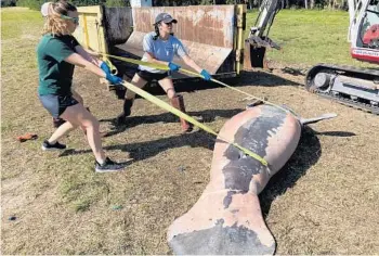  ?? KEVIN SPEAR/ORLANDO SENTINEL PHOTOS ?? Starving manatees in Central Florida’s Indian River Lagoon are beginning to endure colder temperatur­es, which threatens to bring a surge of deaths.