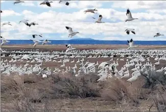  ?? Hal Bernton Seattle Times ?? GEESE COME IN for a landing near the Malheur National Wildlife Refuge. The 41-day occupation has left in its wake a charged political atmosphere in the nearby town of Burns and elsewhere.