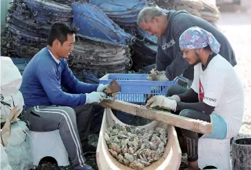  ??  ?? Employees clean oyster shells at the farm.