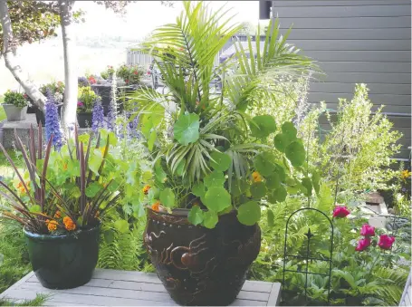  ?? PHOTOS: BILL BROOKS ?? The large pot features a palm tree as the thriller with nasturtium­s and marigolds in the roles of filler and spiller. Nasturtium­s do not need to be fertilized because if they are they will produce more leaves than flowers. Pots of different sizes and colours together create visual interest.