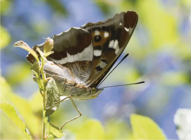  ??  ?? Above: a female purple emperor rests on an oak tree. Females lack the impressive purple sheen that males have when the sun hits their wings at a certain angle. Instead she remains a dusky brown.