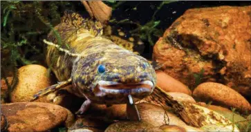  ?? The photo shows a burbot fish in German waters. ALAMY ??
