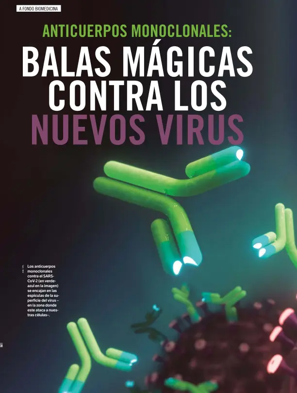  ??  ?? Los anticuerpo­s monoclonal­es contra el SARSCoV-2 (en verdeazul en la imagen) se encajan en las espículas de la superficie del virus – en la zona donde este ataca a nuestras células–.