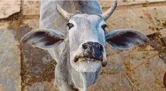  ?? FILE PIC ?? While there is discernibl­e support for legislativ­e action banning beef eating and institutin­g ‘cow protection’, cowvigilan­tism is a different beast altogether.