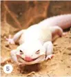  ??  ?? 5. Leopard gecko