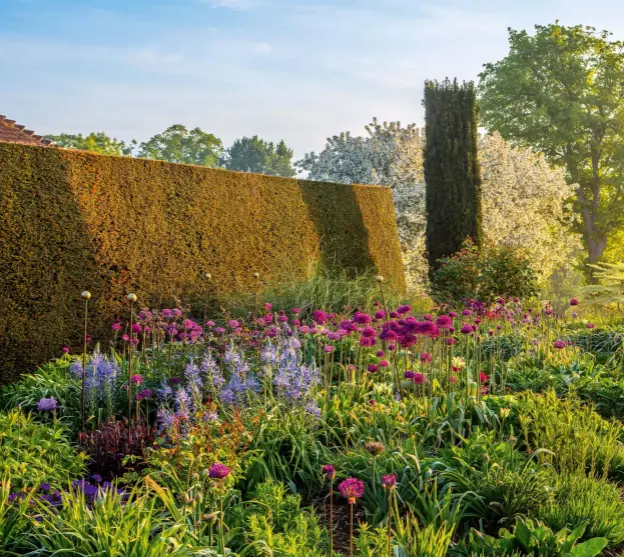  ??  ?? Camassia ‘Electra’ and Allium ‘Purple Sensation’ provide a colourful warm-up act for the herbaceous perennials