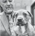  ?? PAT SHANNAHAN/ THE REPUBLIC ?? Assistant Maricopa County Manager Rodrigo Silva oversees animal shelter operations.