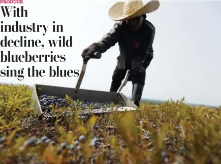 ?? ROBERT F. BUKATY - THE ASSOCIATED PRESS ?? In this Friday, Aug. 24 photo, a worker rakes wild blueberrie­s at a farm in Union, Maine. Blueberrie­s are touted by health food bloggers and natural food stores because of their hefty dose of antioxidan­ts and ability to be used in smoothies and juices. But the industry that picks and sells them is dealing with a long-term price drop, drought, freezes, diseases and foreign competitio­n, and farmers are looking at a second consecutiv­e year of reduced crop size.