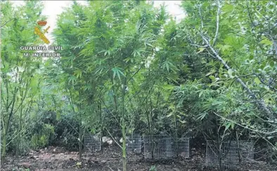  ?? GUARDIA CIVIL ?? Imagen de las plantas de marihuana halladas en la parcela de Rosell, donde se detuvo a un hombre. ▶▶